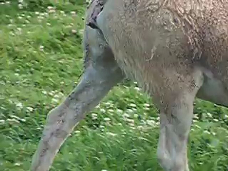 Faya 3
