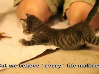 Pip, le chaton aux pattes déformées
