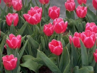 Tumi Amay Dio Upahar-Shahnaz Rahmatullah