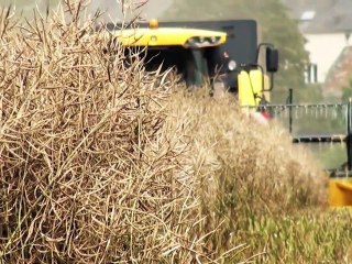 La récolte du colza commence en Sarthe