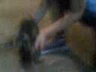 Ali ada eren evren ve kedi halay şov