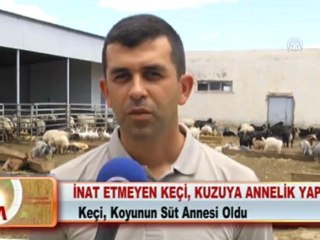 İNAT ETMEYEN KEÇİ, KUZUYA ANNELİK YAPTI