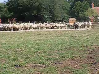 Gus gros lot 18-07-12