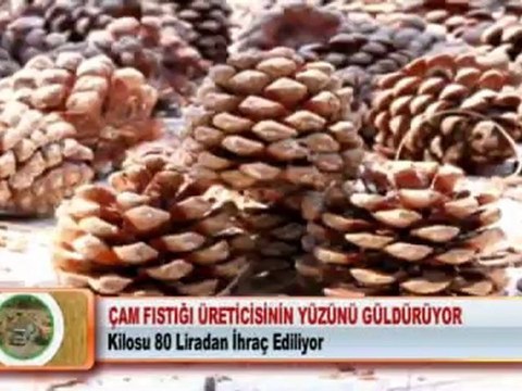 ÇAM FISTIĞI ÜRETİCİSİNİN YÜZÜNÜ GÜLDÜRÜYOR