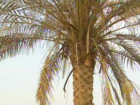 الإقتصاد والناس - تنمية سيناء