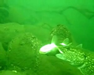 BROCHET VS BROCHET