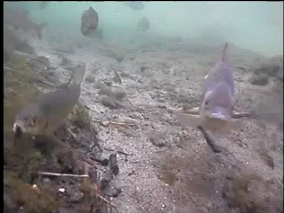 BROCHET VS TRUITE