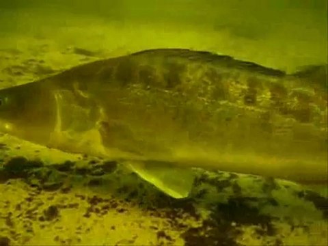 VIE AQUATIQUE PERCHES ,SANDRES ET BROCHETS