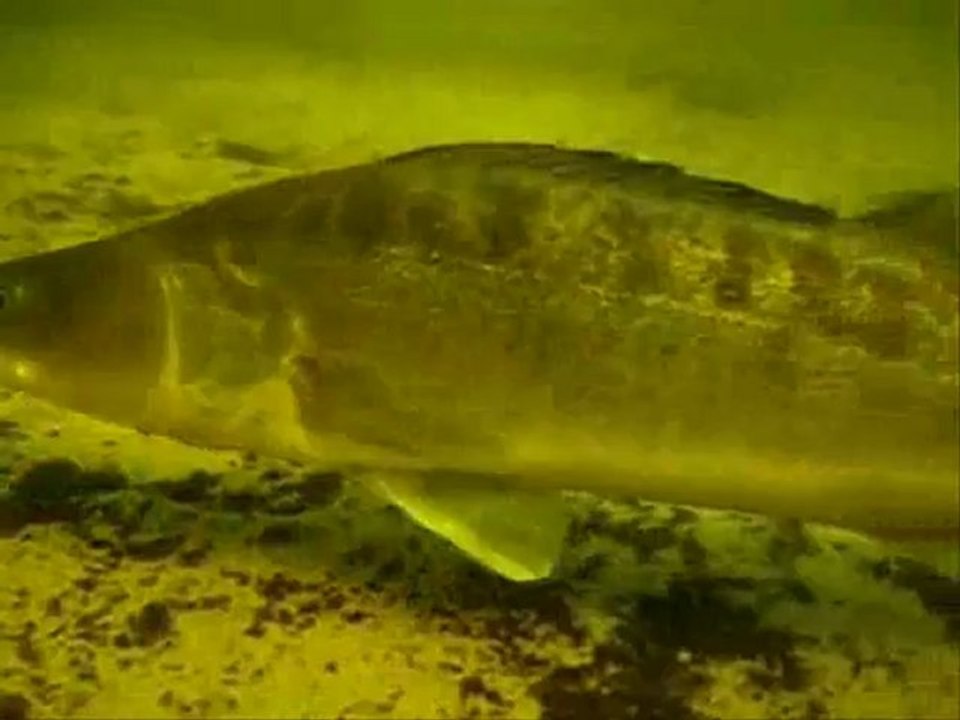 VIE AQUATIQUE PERCHES ,SANDRES ET BROCHETS