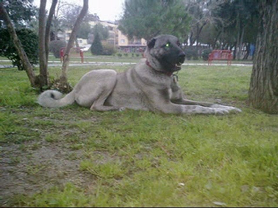 İZMİRDEN HAİL ALKANIN KÖPEKLERİ