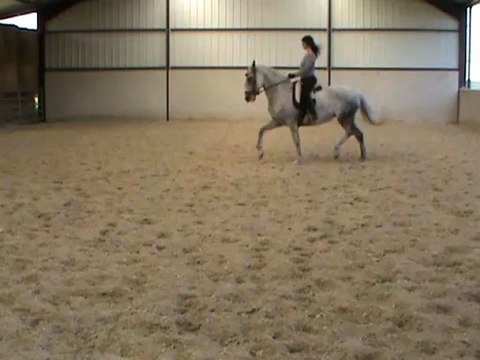 trot arrêt reculer trot M2U04042