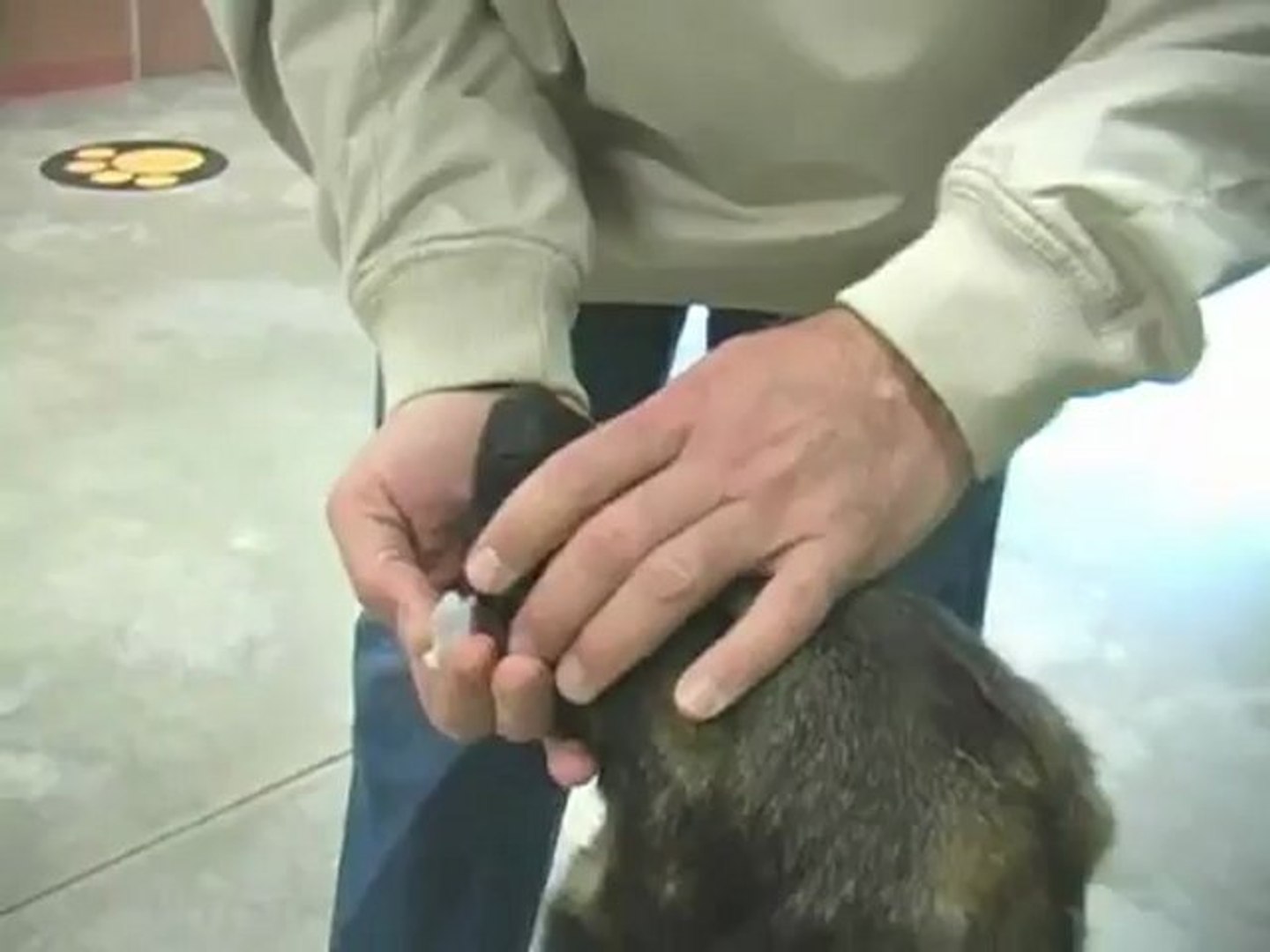 ⁣How to use ChondroPaw