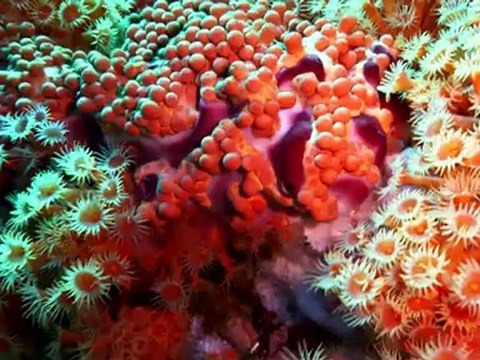 Plongée UCPA ile Levant