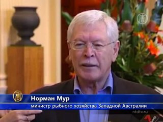 Акул хотят лишить статуса охраняемых животных