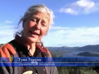 Брошенная лосиха платит преданностью за заботу