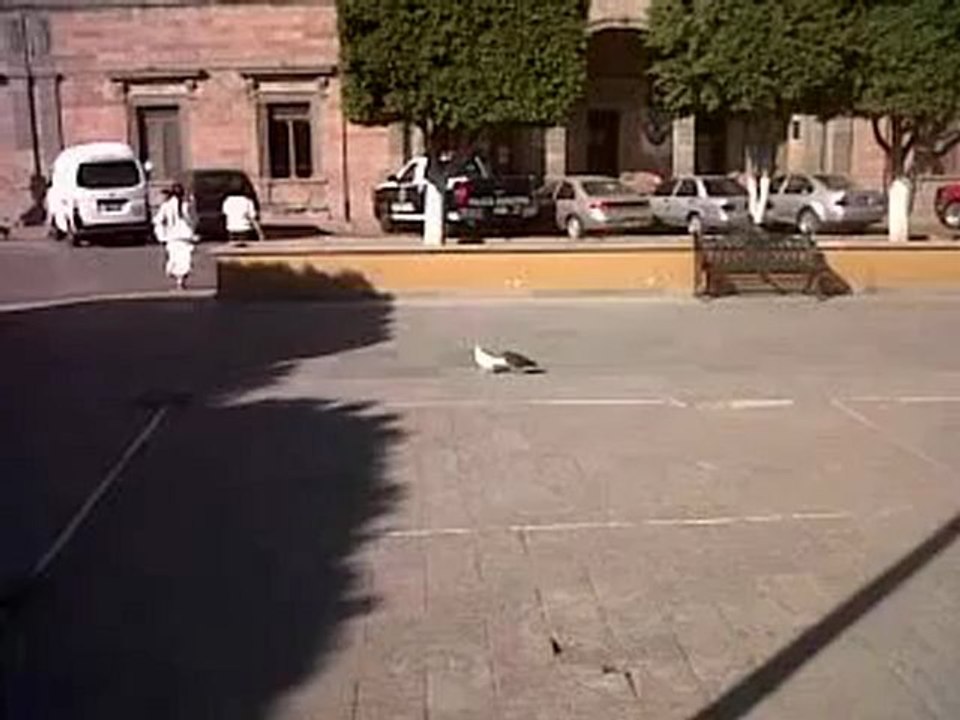 El pichón querendón y la paloma rejega