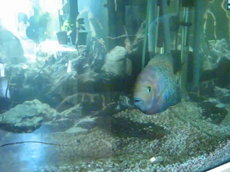 vieja synspilum erkek