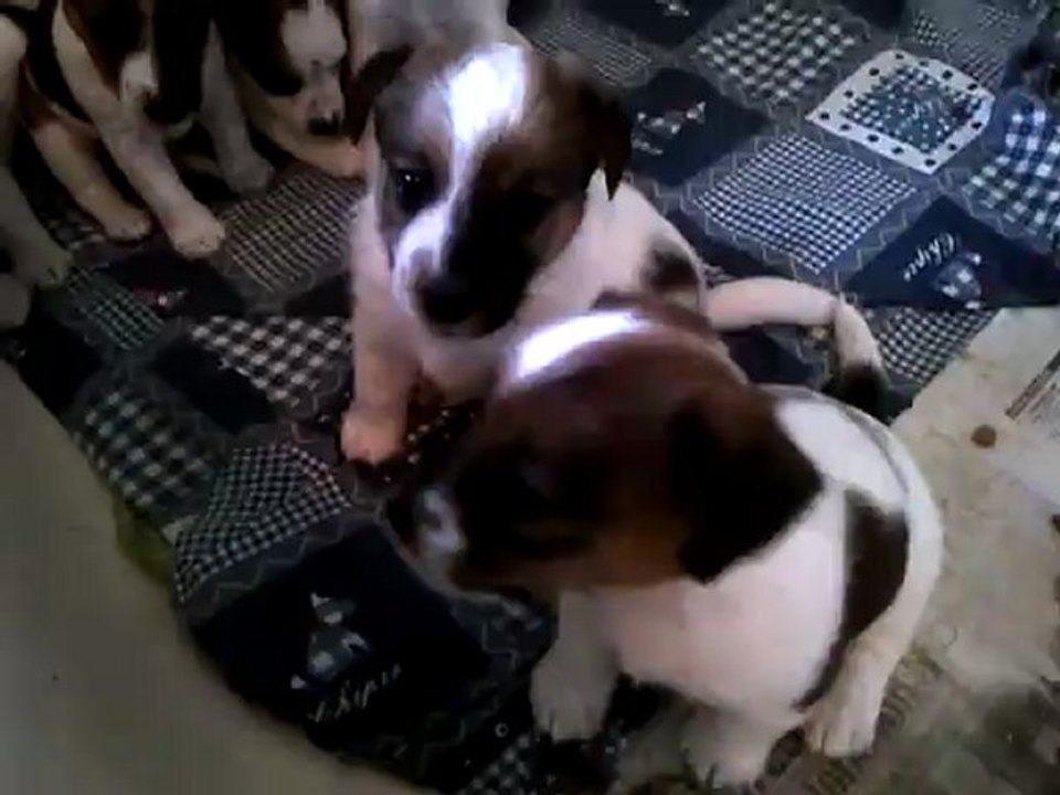 Danaé x Milo, 5 semaines