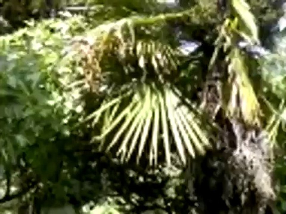 Vidéo0005