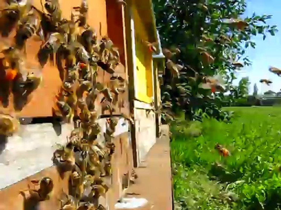 Arıcılık 2012 Mehmet Yüksel