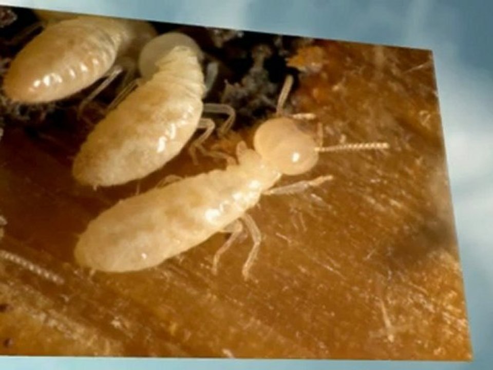 Pest Control in Henderson | New Solutions Pest Control