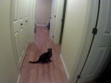 My Cat Sheena Jumping At A Moth In Super Slow Motion (2% Speed)
