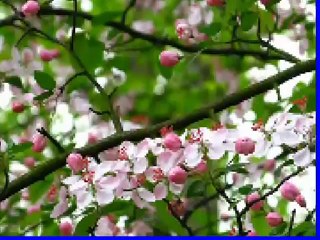 Begum Akhtar- Bangla Ragprodhan - Phire Ja Phire Ja Bone Kalo Bulbul