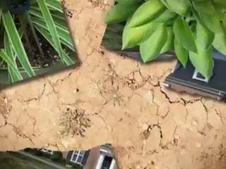 Garden Elements Of Virginia (804) 513-0912