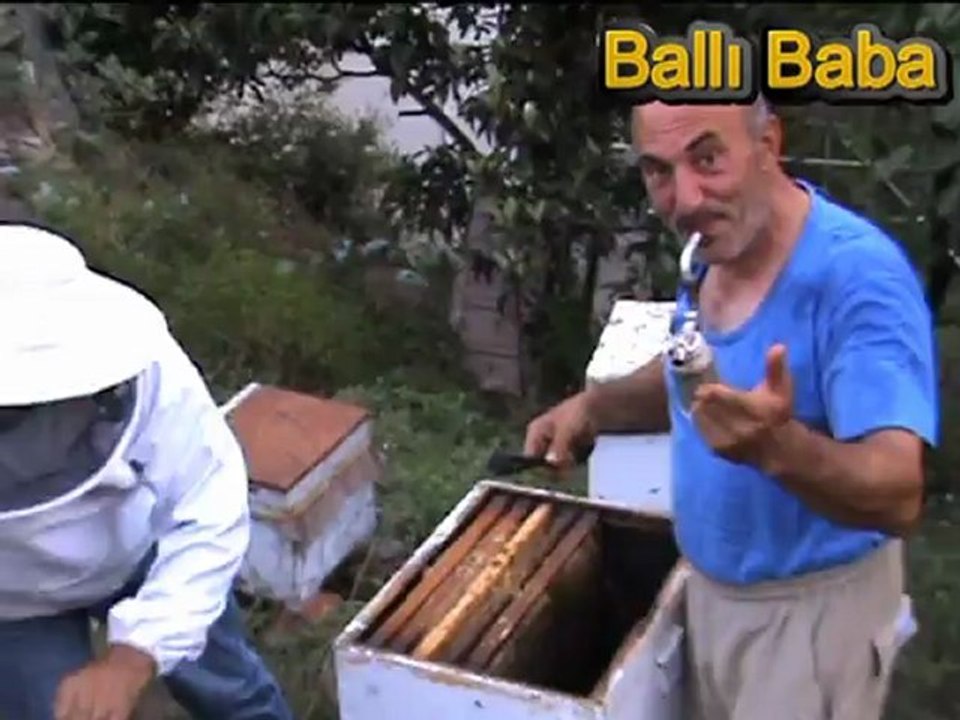 2012 YILI KESTANE BALI HASATI...