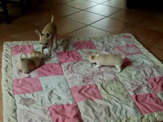 Elevage du Domaine de Peyrazet - Portée née le 08 juin 12