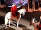 Bataille de Castillon (33) : Les chevaux en scène