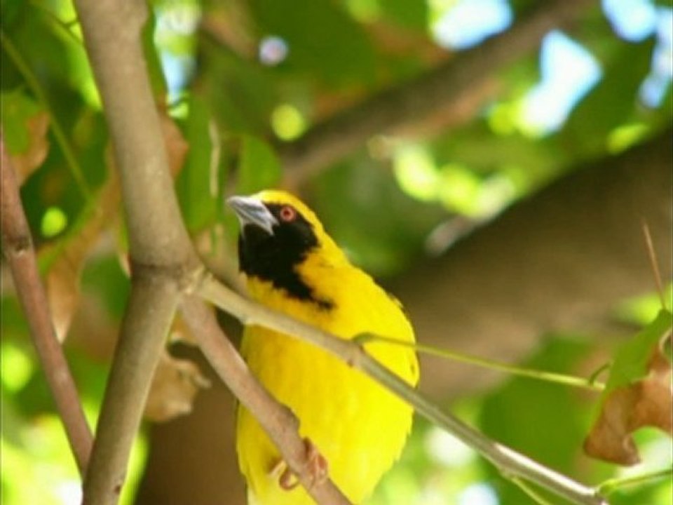 Alain Ramanisum tchik tchi wa