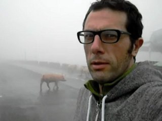 Lost in the fog with pigs