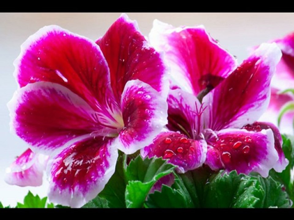 Alain Ramanisum - Zereyom