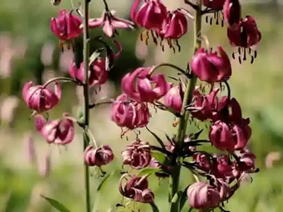 Val d'Allos, au coeur du parc national du mercantour