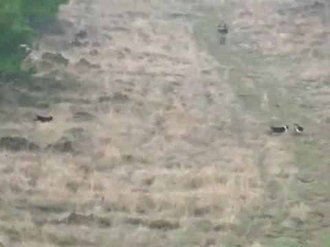 Şarköy Tavşan Avı