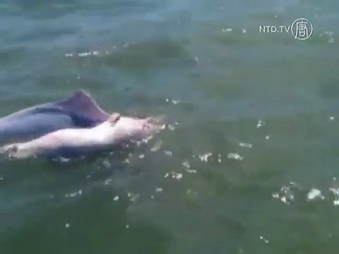 Maman dauphin porte son bébé mort plusieurs jours