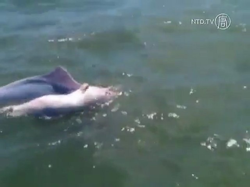 Maman dauphin porte son bébé mort plusieurs jours