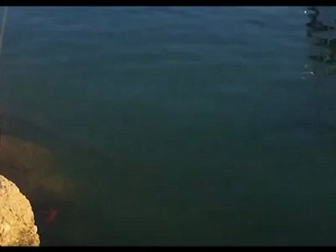 sea bass soft lures action show