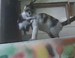 Cat carries its baby kitten in its mouth in Barbados - YouTube