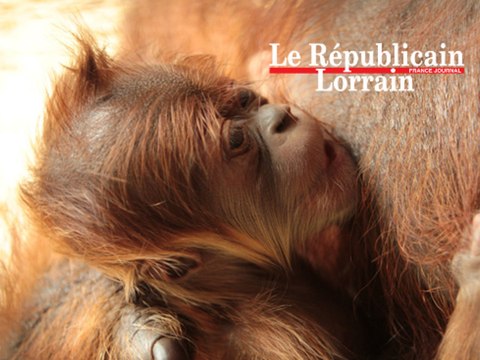 Zoo d'Amnéville : la naissance exceptionnelle de Dwi l'orang-outang