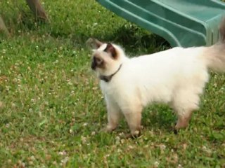 Gibbs et l'arrosoir bis repetita