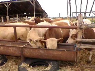 İTHAL GEBE DÜVE FİYATLARI - HOLSTEİN HOŞTAYN