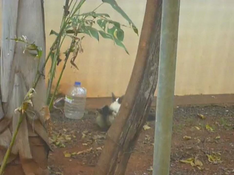 Pudim vs Gato 3