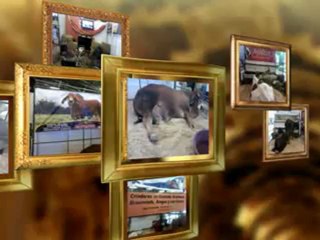 feria de las colonias