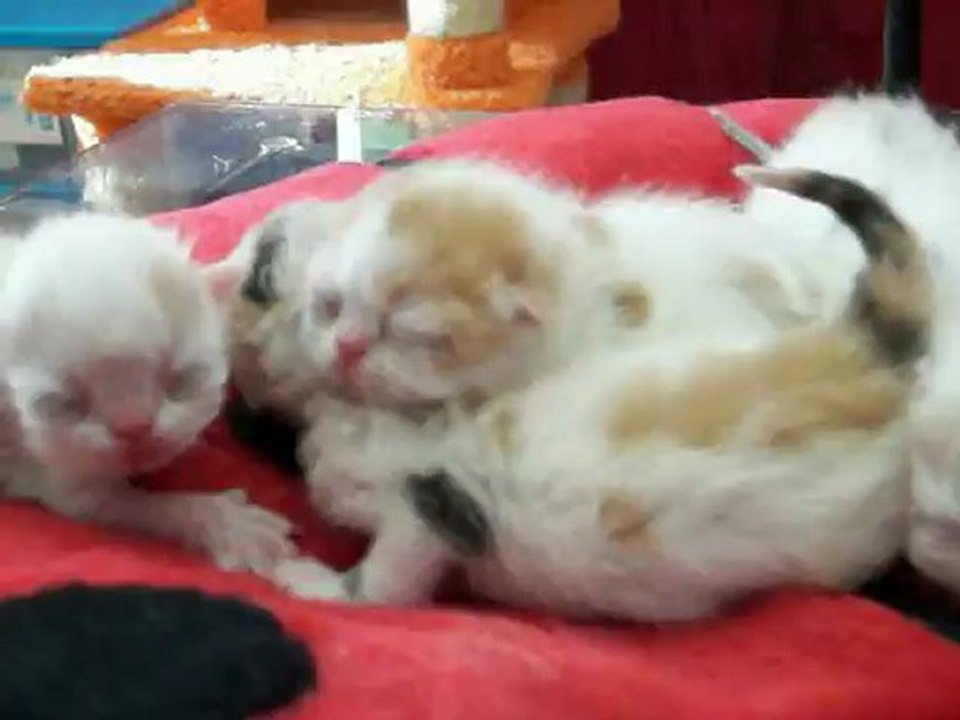 petite video chatons