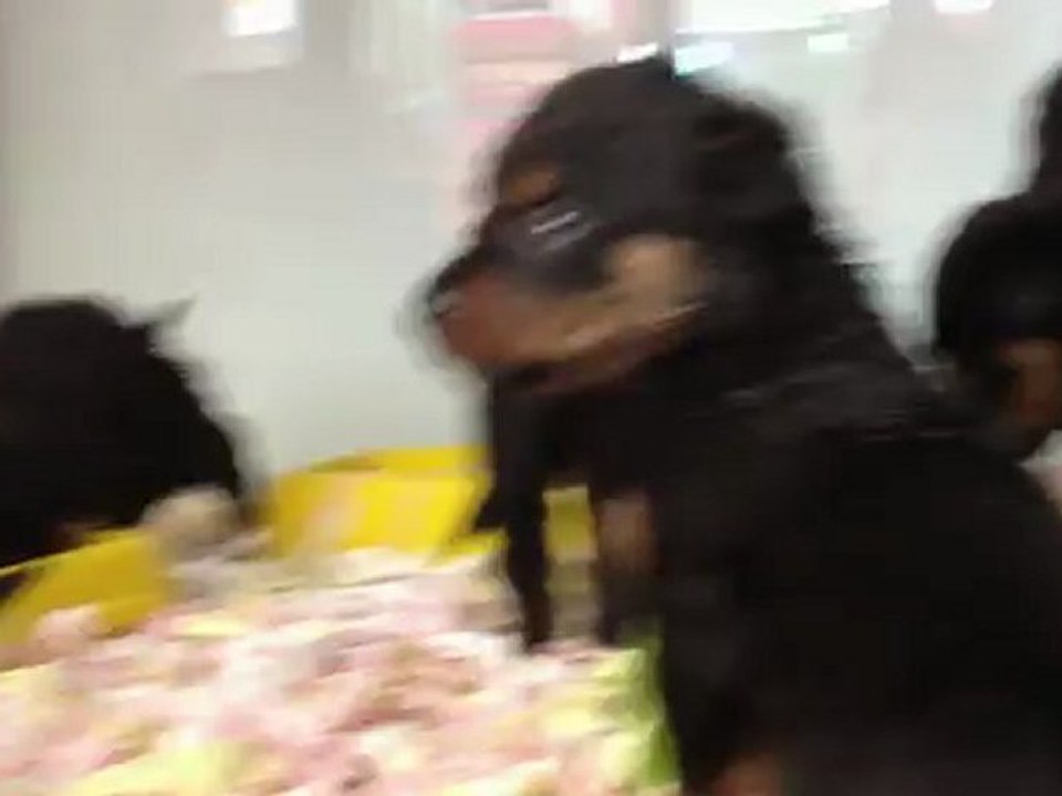 KOCA KAFA ROTTWEİLER YAVRULARI 0 533 397 45 77