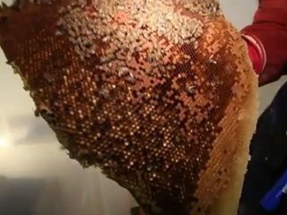 Вскрыли стены дома, а там