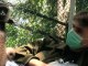 Indonésie: dans la jungle de Bornéo, un Français se bat pour les gibbons