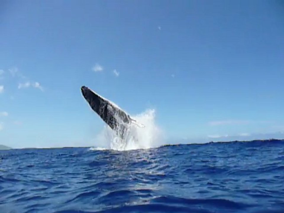 Saut  d 'une baleine dans le lagon de Moorea...